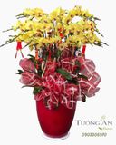  Chậu Lan Hồ Điệp Kim Phúc Hưng Thịnh - LHD47 