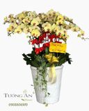  Chậu Lan Hồ Điệp Kim Phúc Khai Tài - LHD37 