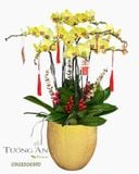  Chậu Lan Hồ Điệp Kim Phúc Vượng Tài - LHD55 