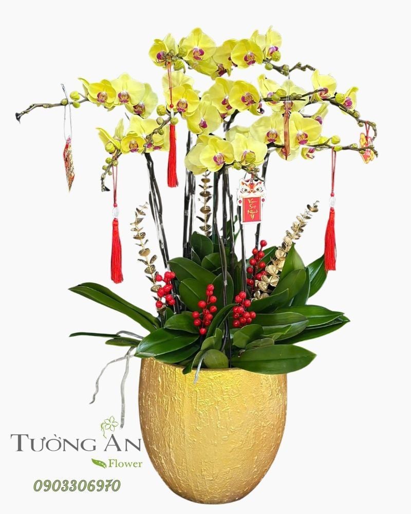  Chậu Lan Hồ Điệp Kim Phúc Vượng Tài - LHD55 