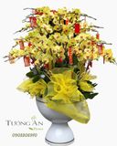  Chậu Lan Hồ Điệp Kim Lộc Phú Quý- LHD51 