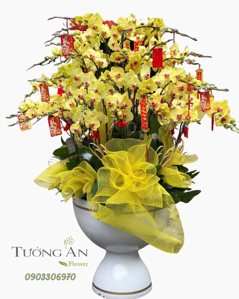  Chậu Lan Hồ Điệp Kim Lộc Phú Quý- LHD51 