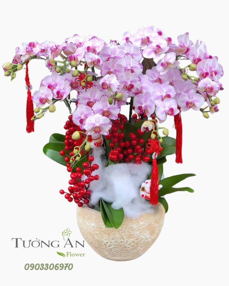  Chậu Lan Hồ Điệp Phúc Lộc Viên Mãn - LHD25 