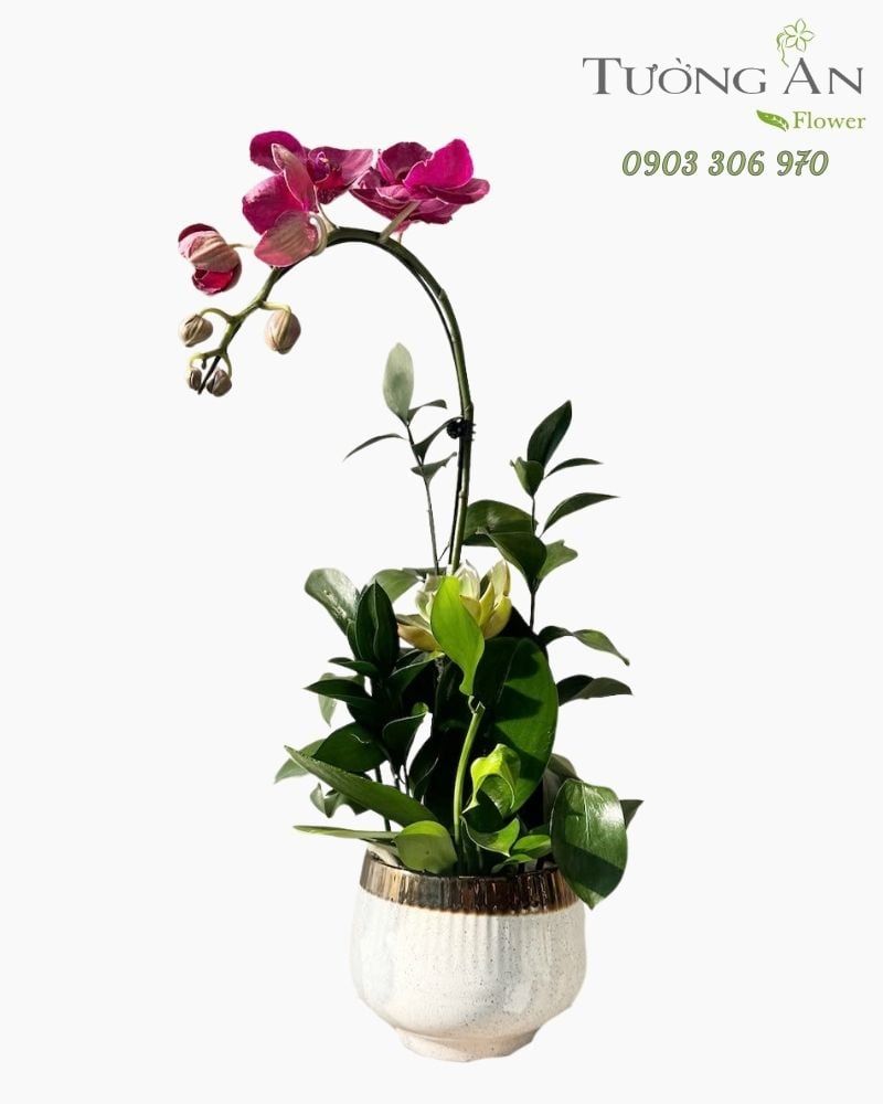  Chậu Lan Hồ Điệp Hồng Ngọc Kiêu Kỳ - LHD113 