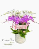  Chậu Lan Hồ Điệp Song Hỷ Phú Quý - LHD33 