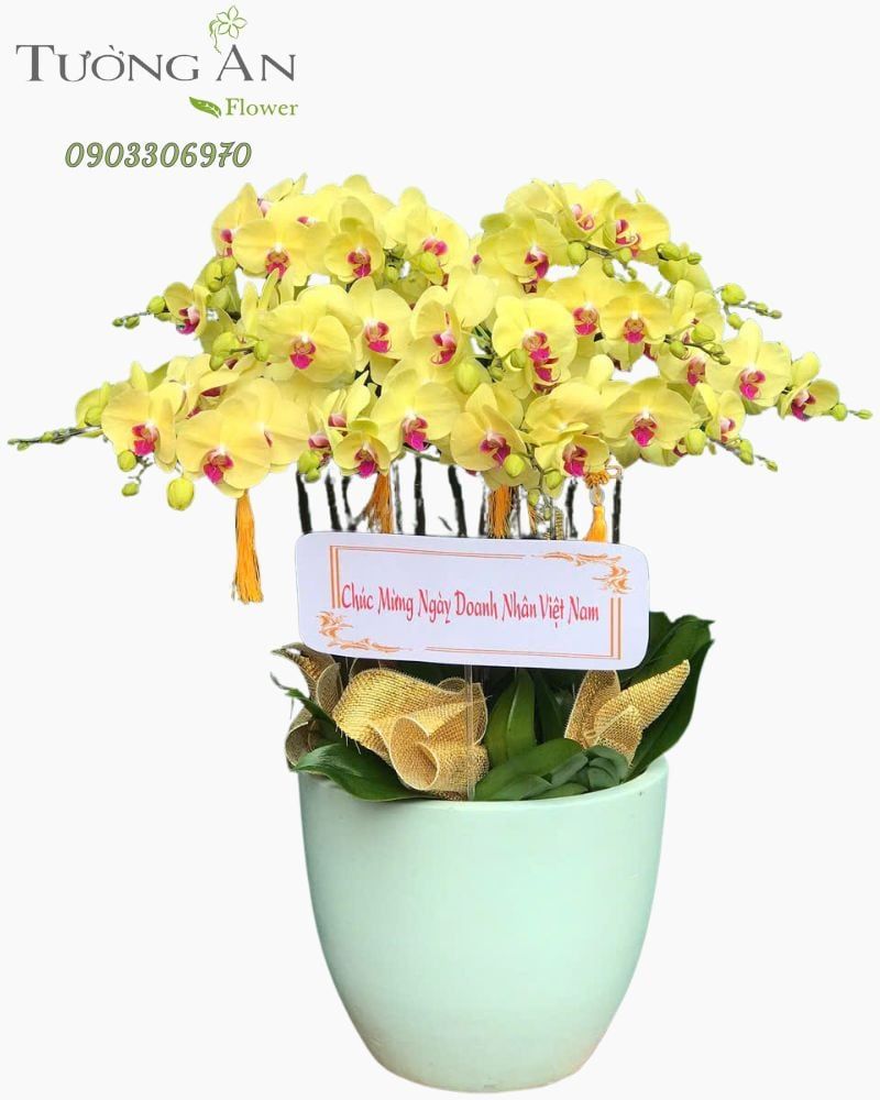  Chậu Lan Hồ Điệp Lan Vàng Kim Phát - LHD17 