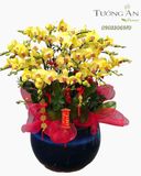  Chậu Lan Hồ Điệp Kim Phúc Cát Tường - LHD40 