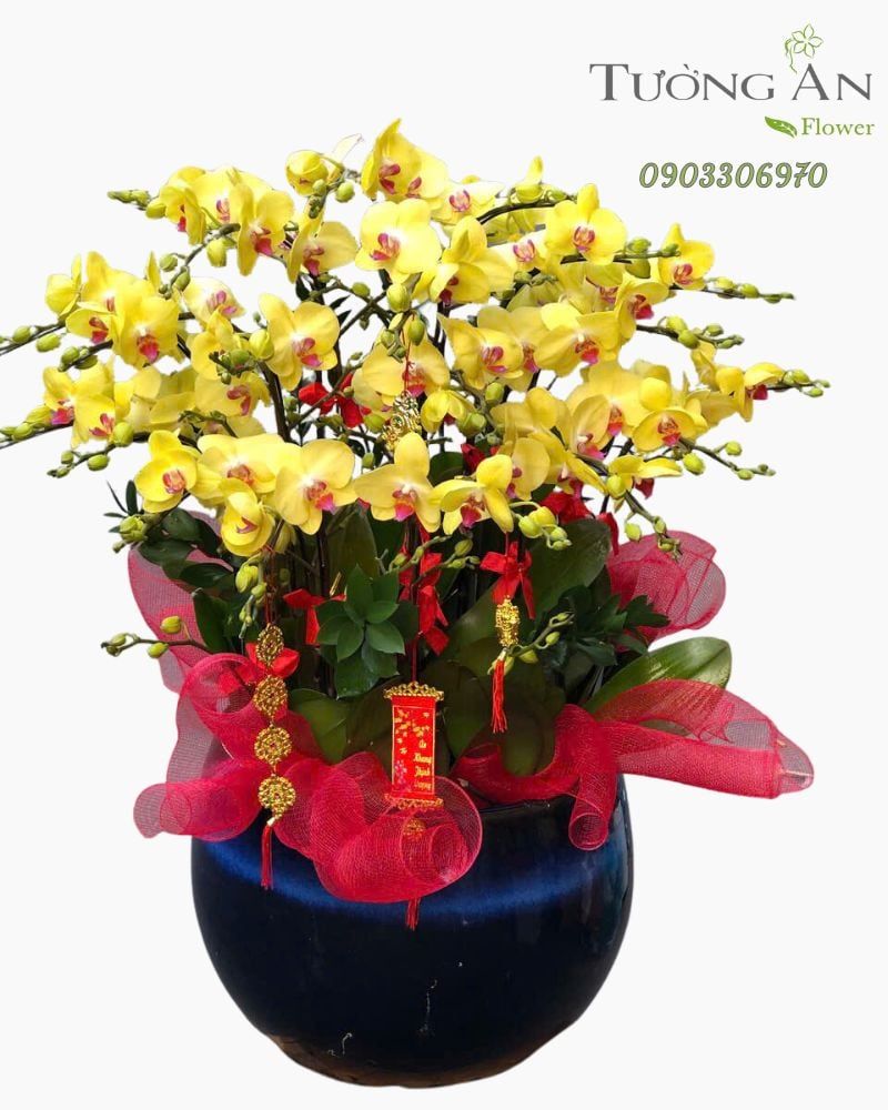  Chậu Lan Hồ Điệp Kim Phúc Cát Tường - LHD40 