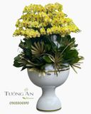  Chậu Lan Hồ Điệp Hoàng Kim Phú Quý - LHD21 