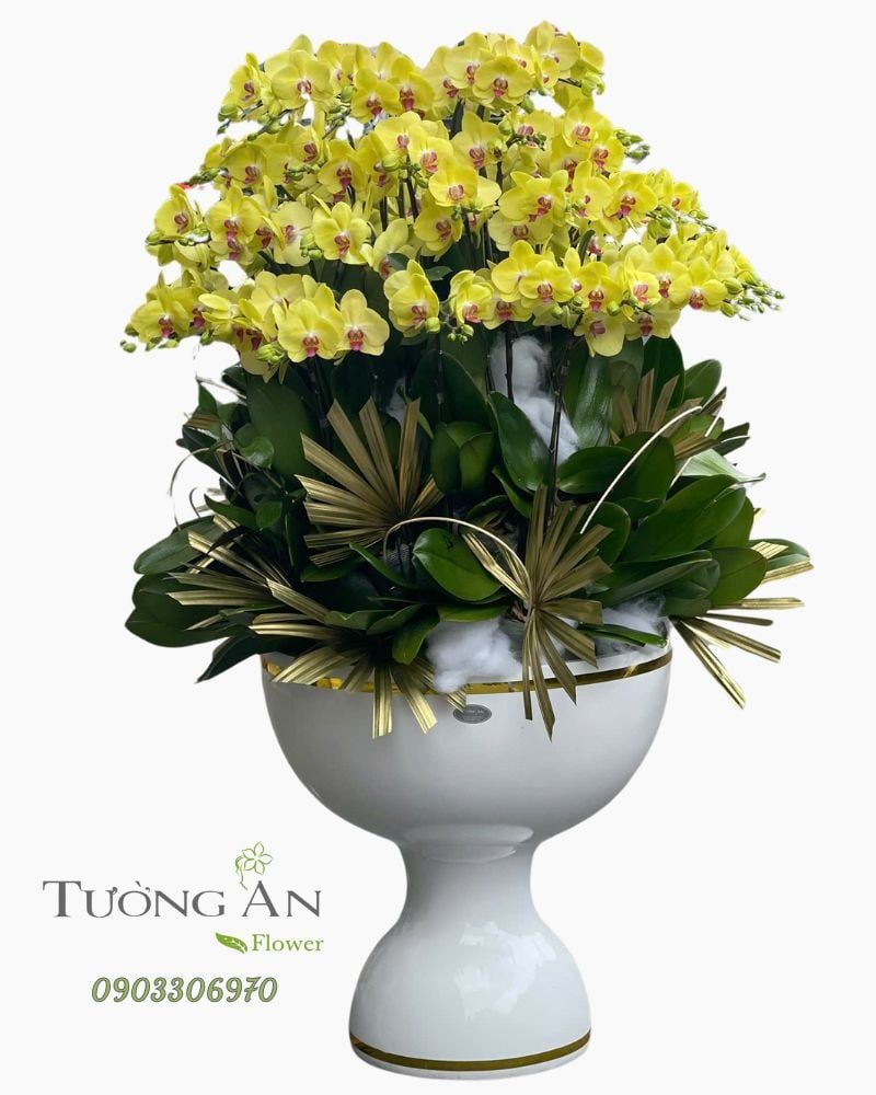  Chậu Lan Hồ Điệp Hoàng Kim Phú Quý - LHD21 