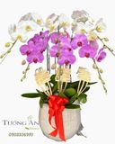  Chậu Lan Hồ Điệp Ngọc Hồng Cát Tường - LHD83 