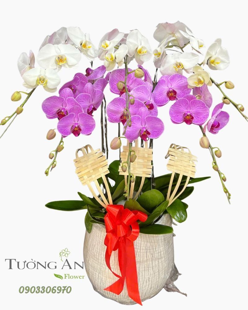  Chậu Lan Hồ Điệp Ngọc Hồng Cát Tường - LHD83 