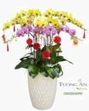  Chậu Lan Hồ Điệp Xuân Vượng Cát Tường - LHD91 