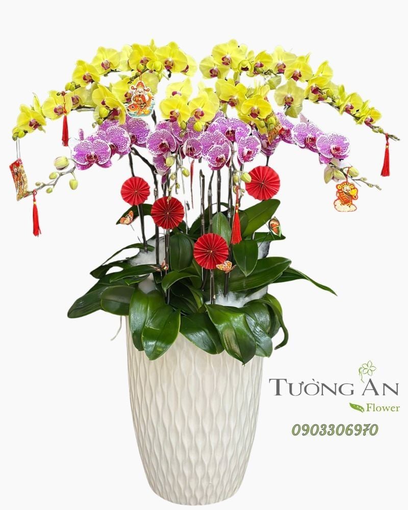  Chậu Lan Hồ Điệp Xuân Vượng Cát Tường - LHD91 