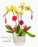  Chậu Lan Hồ Điệp Kim Xuân Cát Tường  - LHD79 