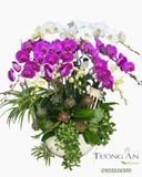  Chậu Lan Hồ Điệp Ngọc Tím An Nhiên - LHD63 