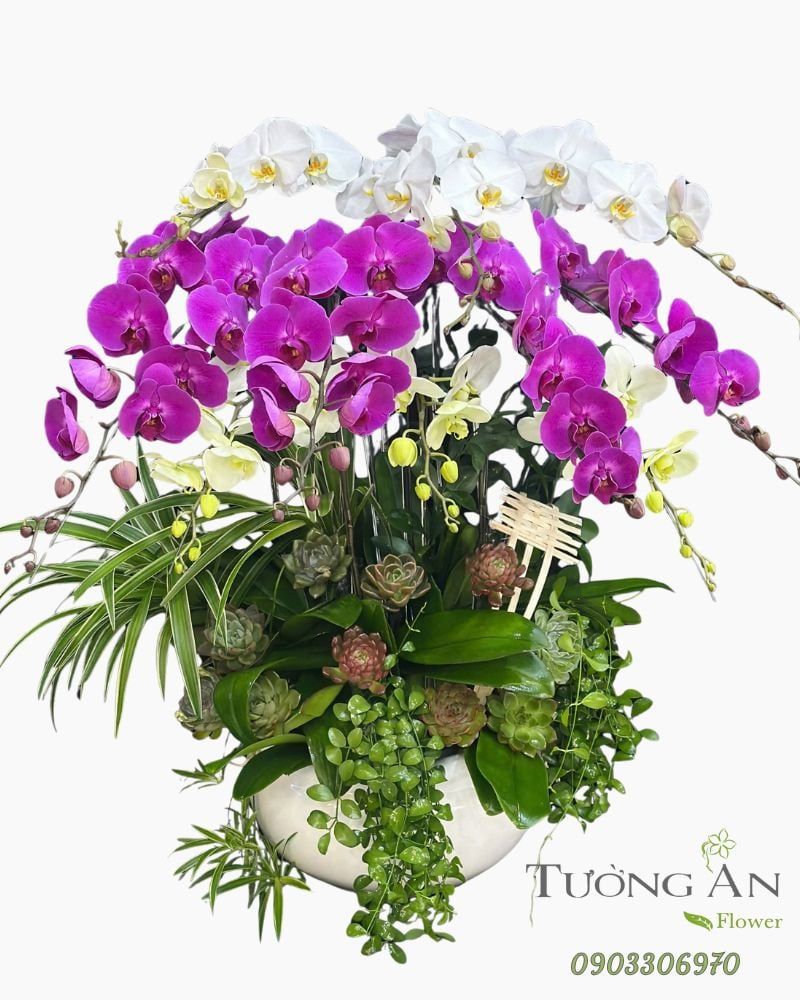  Chậu Lan Hồ Điệp Ngọc Tím An Nhiên - LHD63 