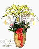  Chậu Lan Hồ Điệp Hoàng Lộc Viên Mãn - LHD87 