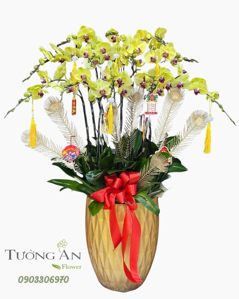  Chậu Lan Hồ Điệp Hoàng Lộc Viên Mãn - LHD87 