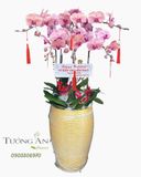  Chậu Lan Hồ Điệp Phấn Ngọc An Nhiên - LHD73 
