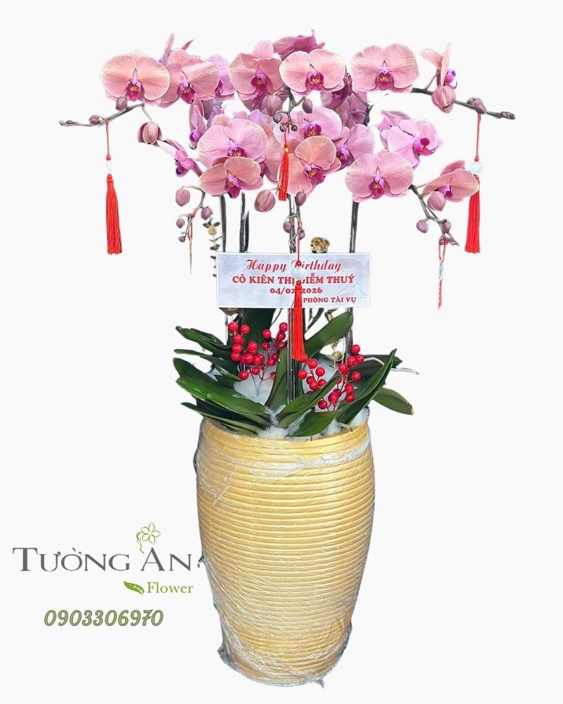  Chậu Lan Hồ Điệp Phấn Ngọc An Nhiên - LHD73 