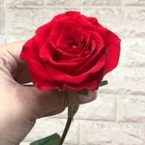  Hoa Hồng Đỏ - HCC01 