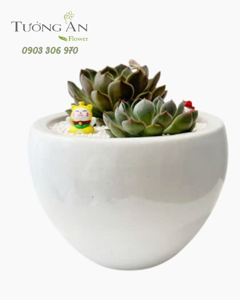  Chậu Sen Đá Song Ngọc An - SD05 