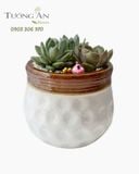  Chậu Sen Đá Mộc Nhiên An - SD02 