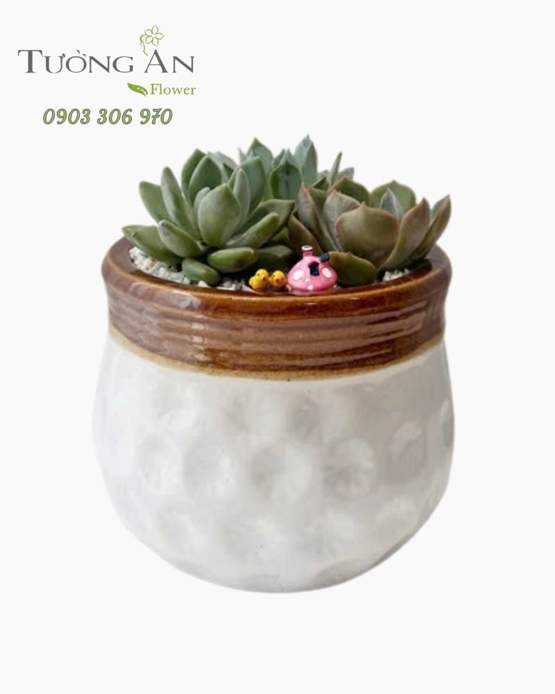 Chậu Sen Đá Mộc Nhiên An - SD02 