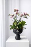  Chậu Lan Hồ Điệp Duyên Lan Thanh Nhã - LHD116 
