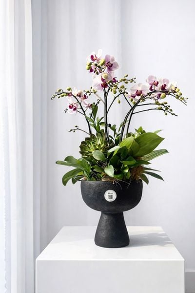 Chậu Lan Hồ Điệp Duyên Lan Thanh Nhã - LHD116