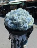  Bó Hoa Thiên Thanh Vĩnh Cửu - HBT47 