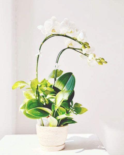 Chậu Lan Hồ Điệp Bạch Lan Ánh Sáng - LHD104