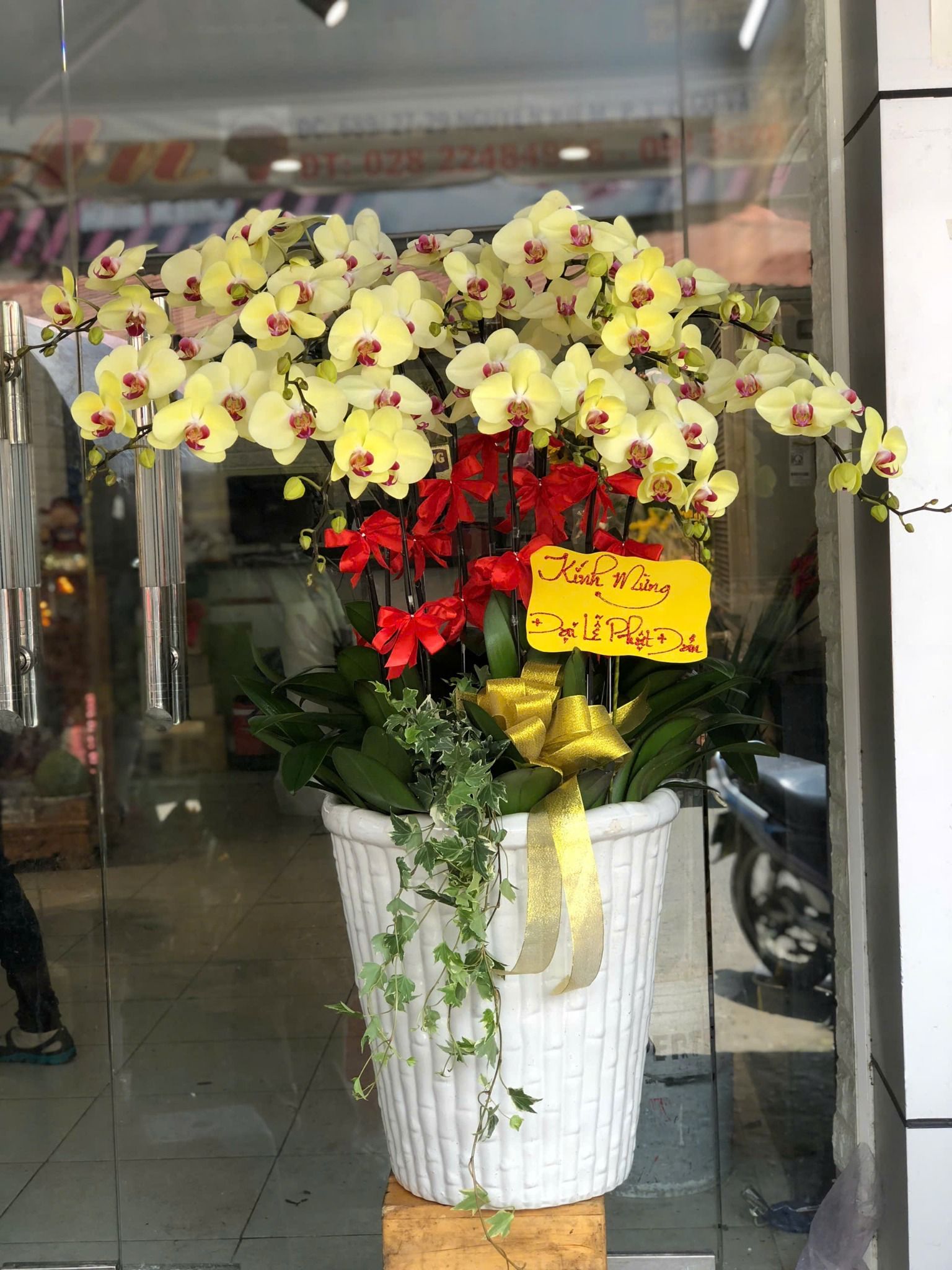  Chậu Lan Hồ Điệp Kim Phúc Khai Tài - LHD37 