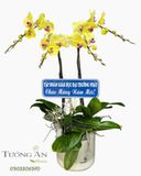  Chậu Lan Hồ Điệp Xuân Vượng Khởi Phát - LHD88 