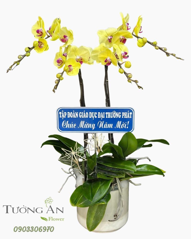  Chậu Lan Hồ Điệp Xuân Vượng Khởi Phát - LHD88 