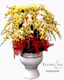  Chậu Lan Hồ Điệp Kim Vượng Phú Quý - LHD41 