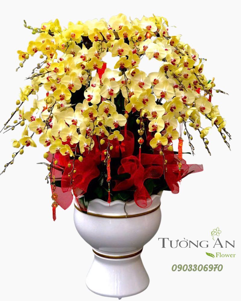  Chậu Lan Hồ Điệp Kim Vượng Phú Quý - LHD41 