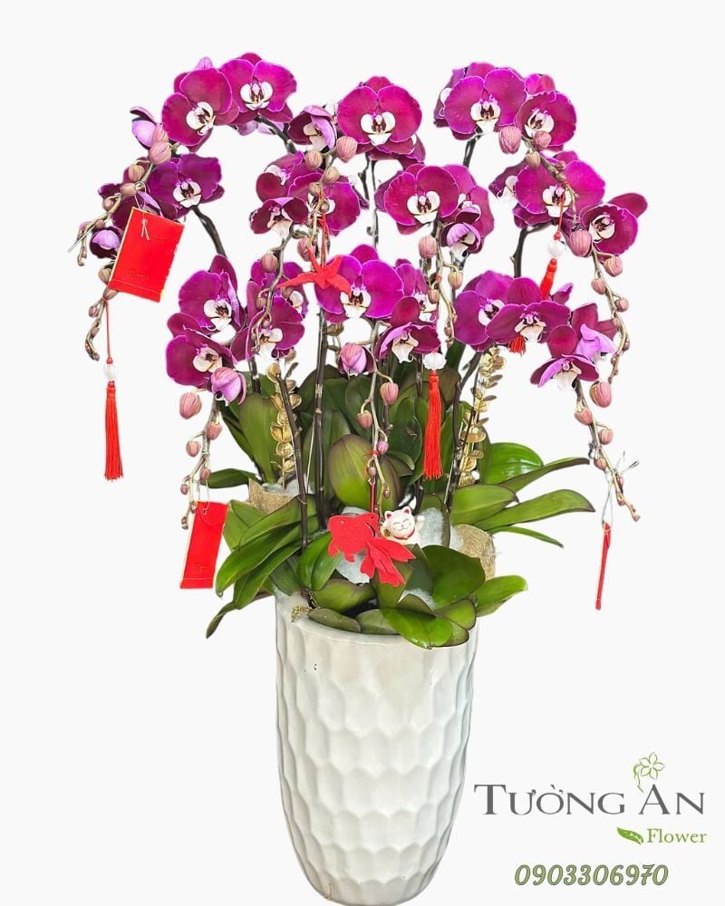  Chậu Lan Hồ Điệp Vạn Phúc Tím Hồng - LHD74 