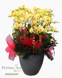  Chậu Lan Hồ Điệp Phú Quý Cát Tường - LHD38 