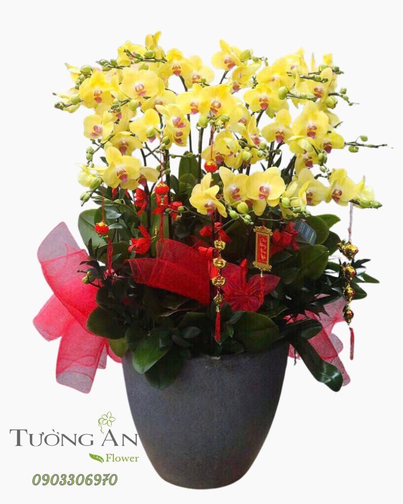  Chậu Lan Hồ Điệp Phú Quý Cát Tường - LHD38 