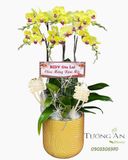  Chậu Lan Hồ Điệp Phúc Kim Khai Xuân - LHD56 