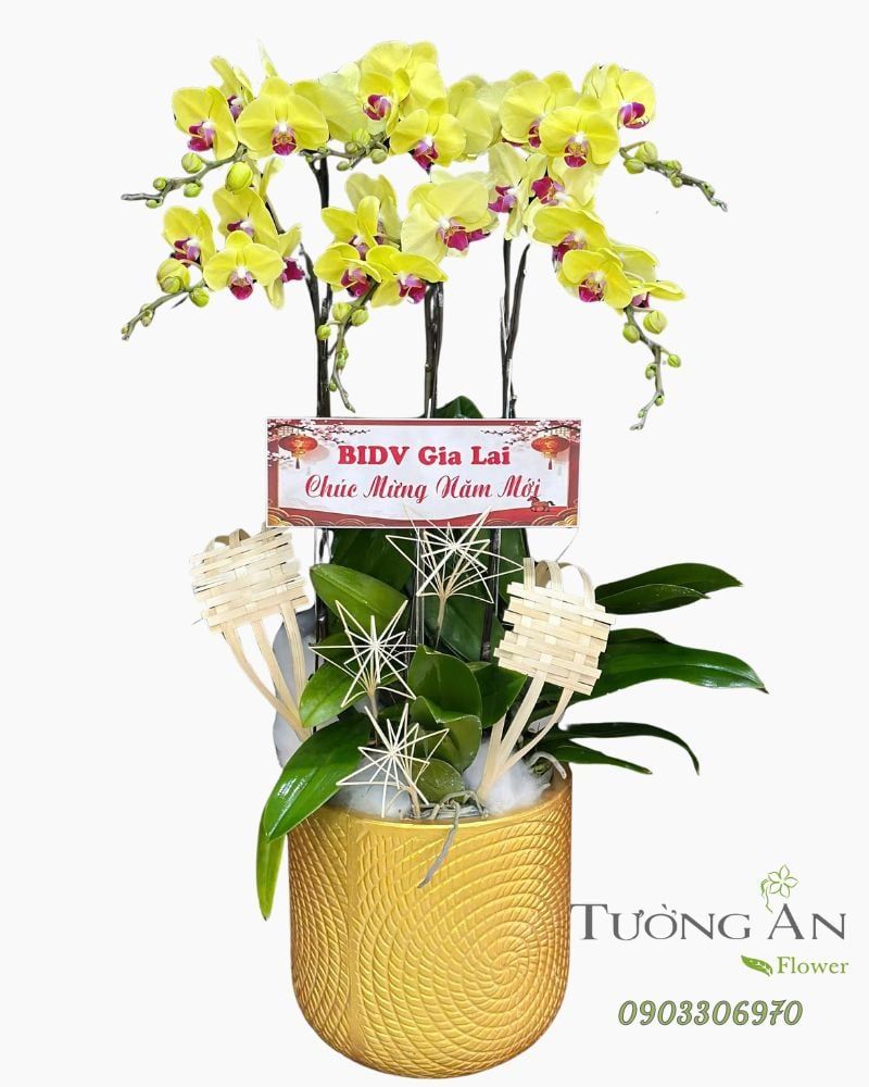  Chậu Lan Hồ Điệp Phúc Kim Khai Xuân - LHD56 