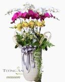  Chậu Lan Hồ Điệp Tam Sắc Phúc An- LHD52 