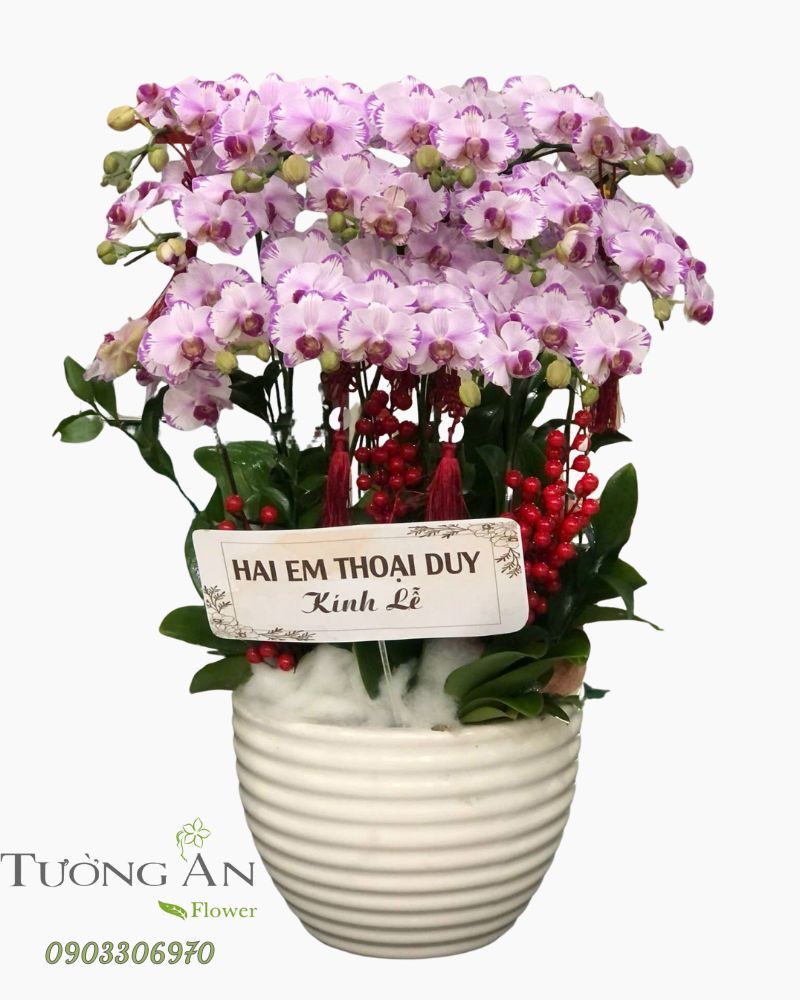  Chậu Lan Hồ Điệp Cát Lộc Trường Tồn - LHD26 