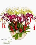  Chậu Lan Hồ Điệp Phúc Lộc Sum Vầy - LHD84 