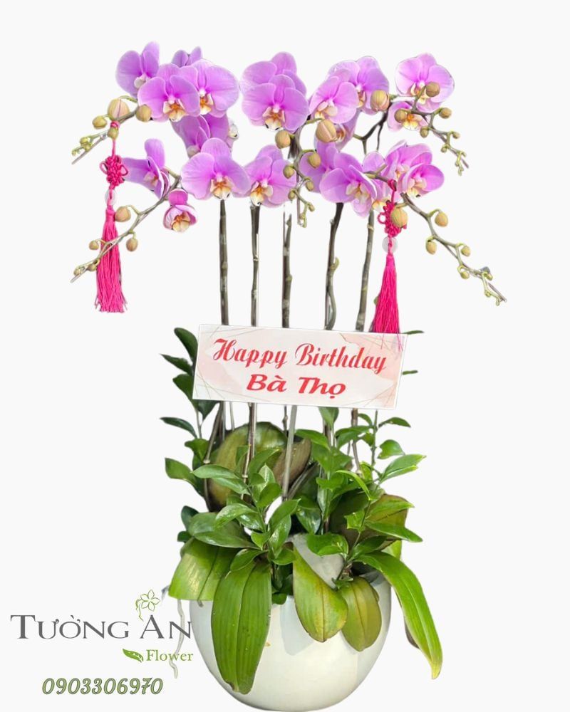  Chậu Lan Hồ Điệp An Khang Trường Thọ - LHD30 