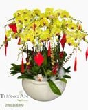  Chậu Lan Hồ Điệp Phú Quý Mãn Đường  - LHD80 