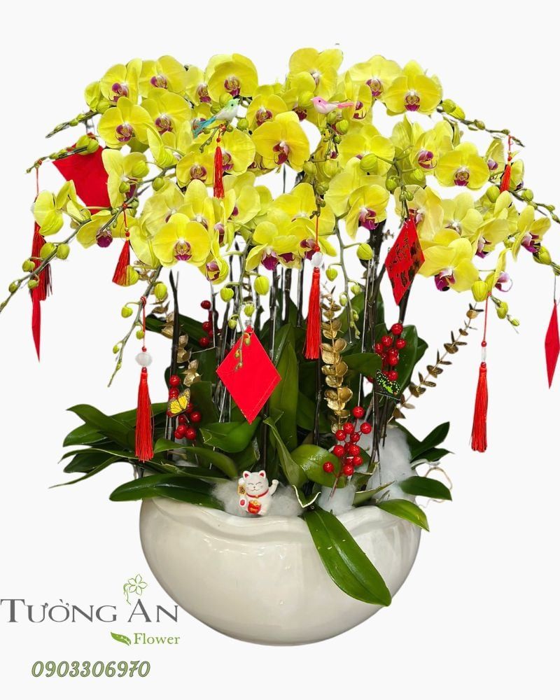  Chậu Lan Hồ Điệp Phú Quý Mãn Đường  - LHD80 