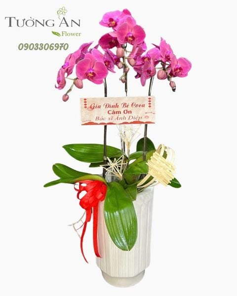 Chậu Lan Hồ Điệp Hồng Ân Tri Ân - LHD64